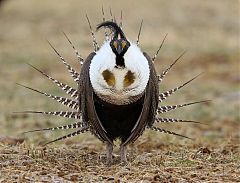 Gunnison Sage-Grouse